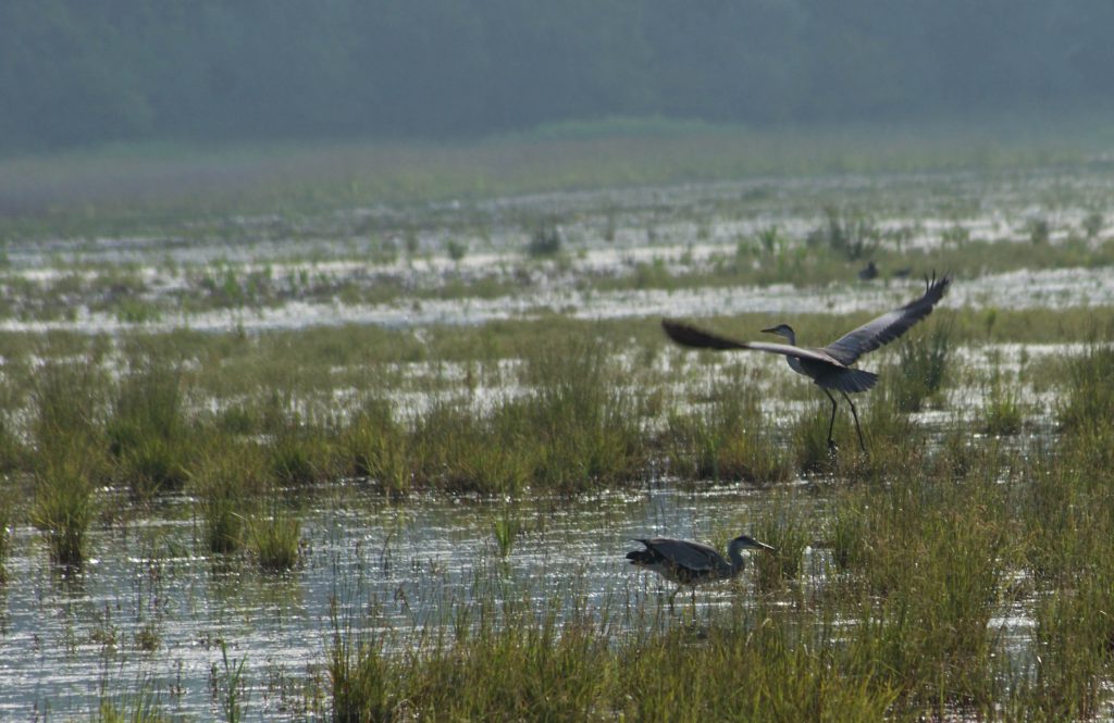 Guidede ture og Naturvejledning ved Gyldensteen strand