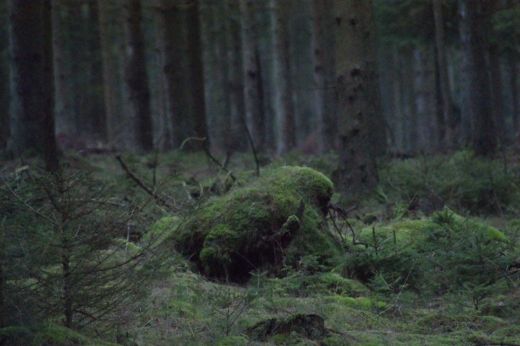 Væsner i naturen vaerude.dk