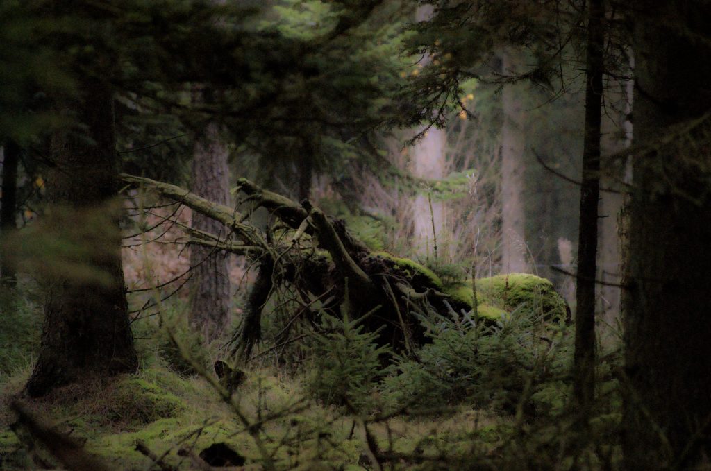 Væsner i naturen vaerude.dk