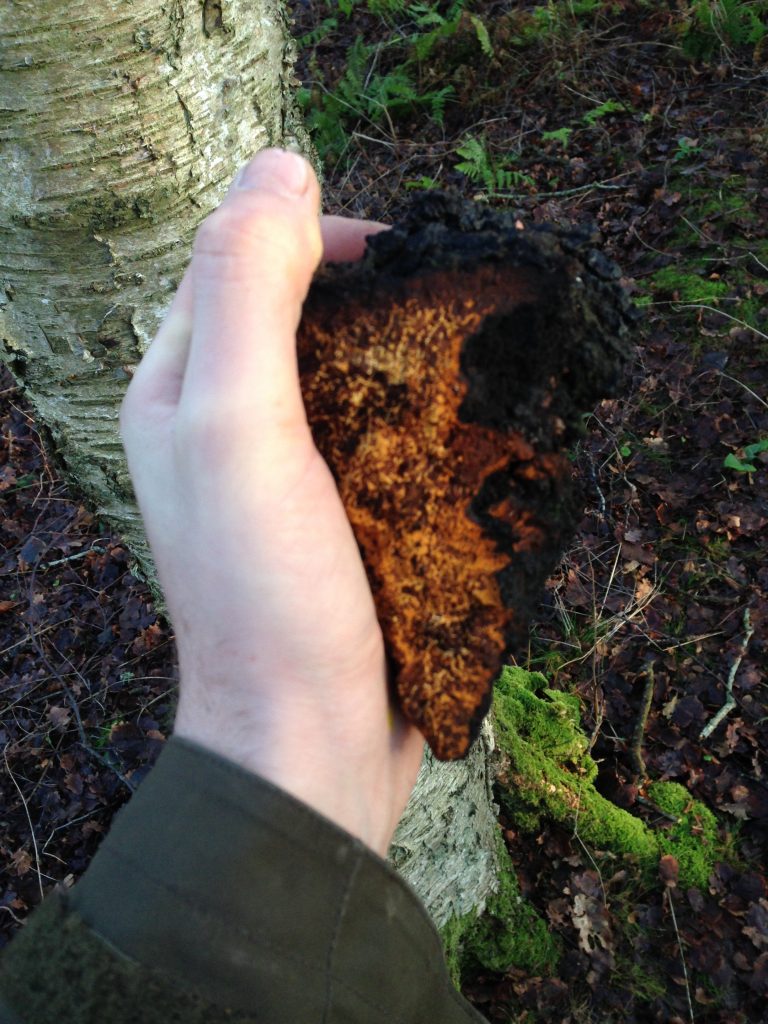 Chaga svamp i Danmark - bushcraft undervisning med værude.dk